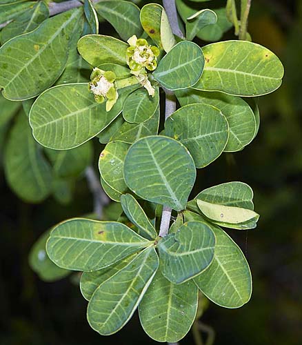 Euphorbia cuneata