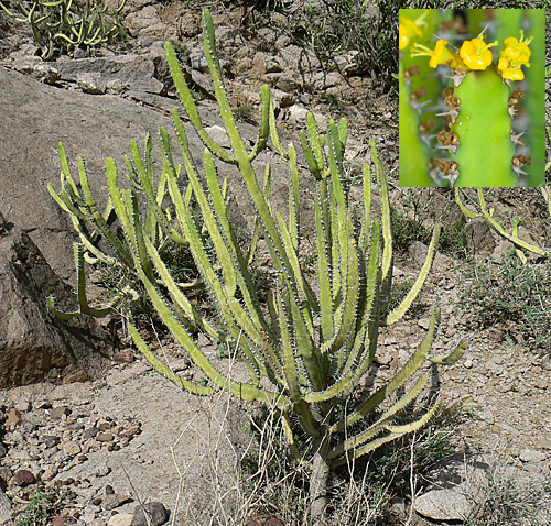 Euphorbia inarticulata El Dinara Yemen P1210089