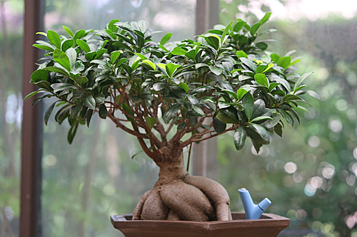 Flower power Ficus Ginseng Mioulane MAP 9N7B8347