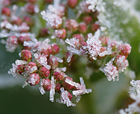 Glace Cristaux Viburnum Mioulane MAP NPM 850278099