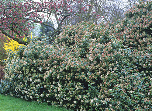 Haie Viburnum tinus MAP ADE GIP0040505