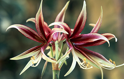 Hippeastrum-cybister-Lima-MAP ADE GIP0083857