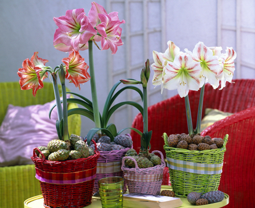 Hippeastrum-interieur ambiance MAP 61001626 FST