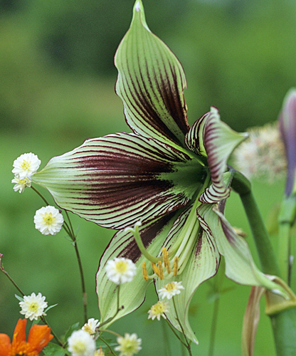 Hippeastrum-papilio MAP ADE GIP0093628