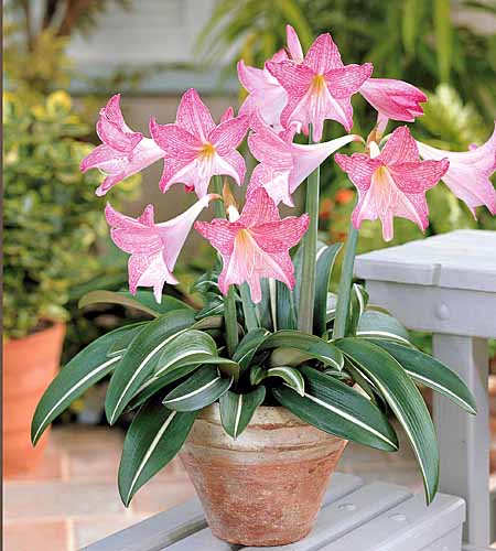 Hippeastrum Silhouette F56361