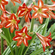 Hippeastrum Sonatini Red Rascal