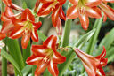 Hippeastrum Sonatini Red Rascal