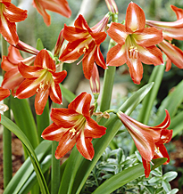 Hippeastrum Sonatini Red Rascal