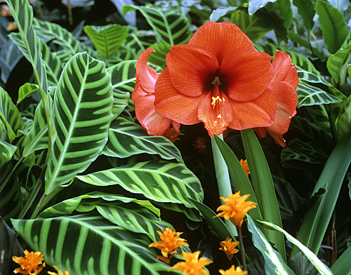 Hippeastrum hybride Calathea MAP ADE GIP0106406