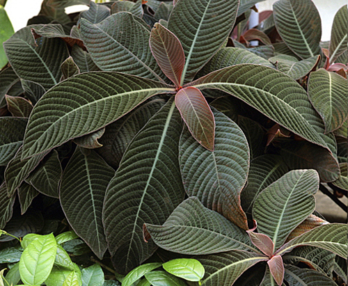 Hoffmannia refulgens MAP-ADE GIP0093134