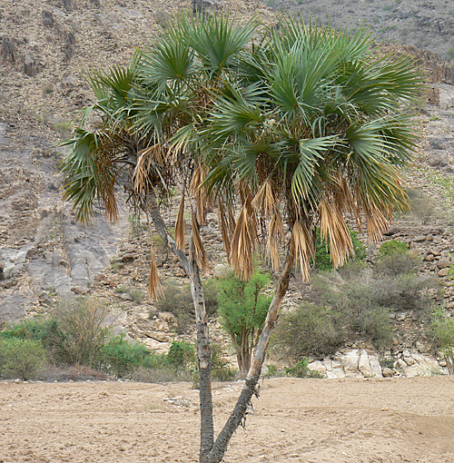Hyphaene nodularia Wadi Rigaf Bajil Yemen P1210069
