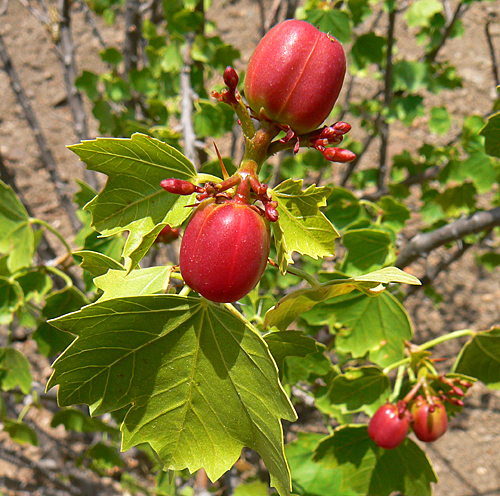 Jatropha spinosa Haima Yemen P1210129