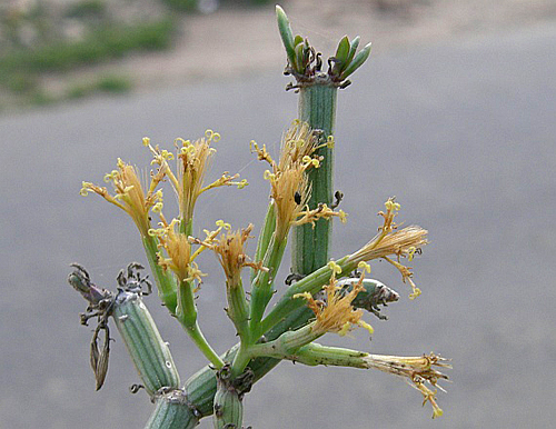 Kleinia odora