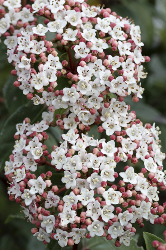 Laurier tin Viburnum tinus Eve Price MAP GMA 140214278