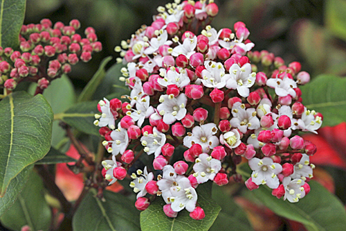 Laurier tin Viburnum tinus Gwenlian MAP GMA 140214279