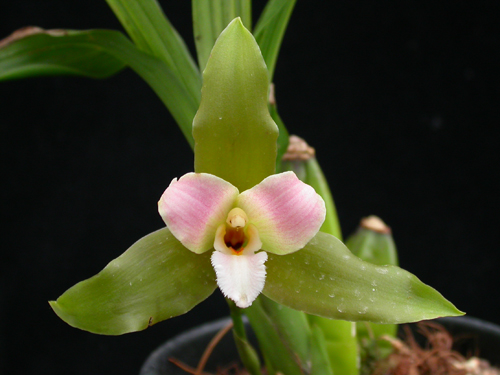 Lycaste schilleriana