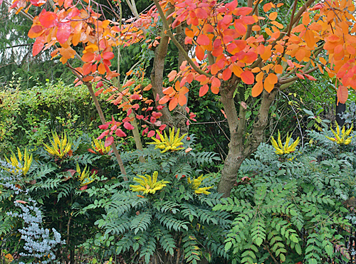 Mahonia Cotinus Mioulane MAP NPM 850278041