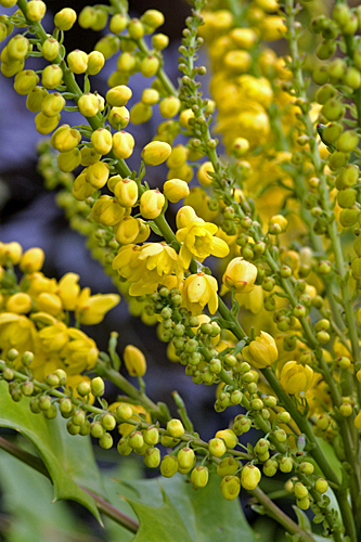 Mahonia Lionel Fortescue MAP SW1600 GWI