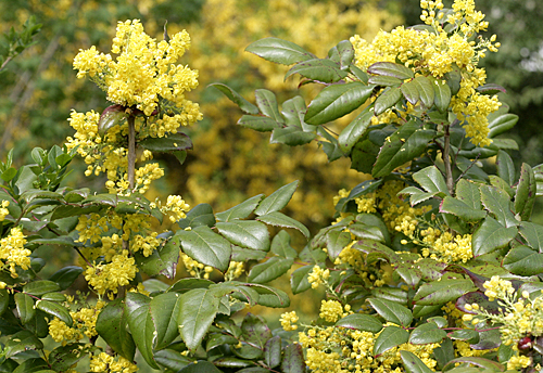 Mahonia aquifolium Mioulane MAP NPM 850286005