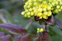 Mahonia aquifolium Mioulane MAP XY7S3326