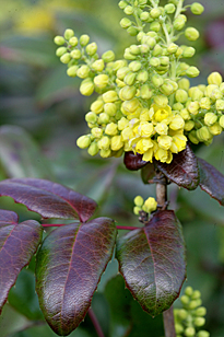 Mahonia aquifolium Mioulane MAP XY7S3326