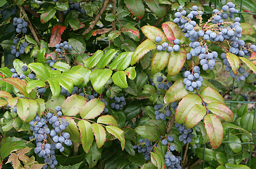 Mahonia aquifolium mioulane MAP XY7S8589