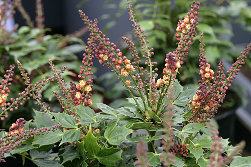 Mahonia japonica Mioulane MAP NPM 850330070