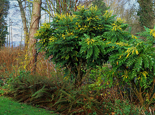 Mahonia media MAP ADE GIP0094869