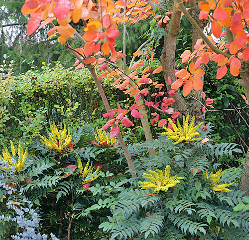 Mahonia media Mioulane MAP NPM 850278042