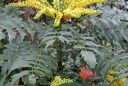 Mahonia media Mioulane MAP NPM 850278053