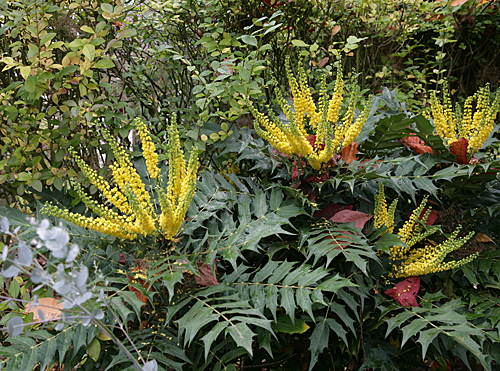 Mahonia media Mioulane MAP NPM 850278055