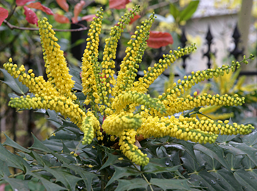 Mahonia media WinterSun Mioulane MAP NPM 850278056