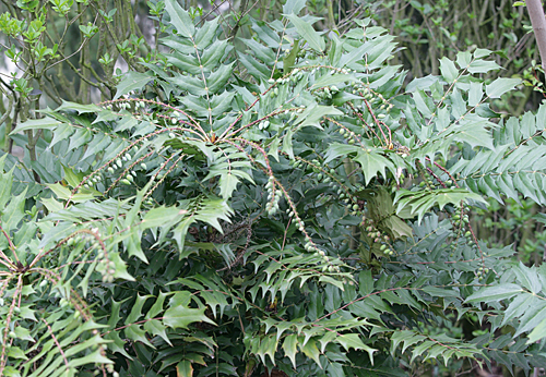 Mahonia media feuillage Mioulane MAP NPM 84935073