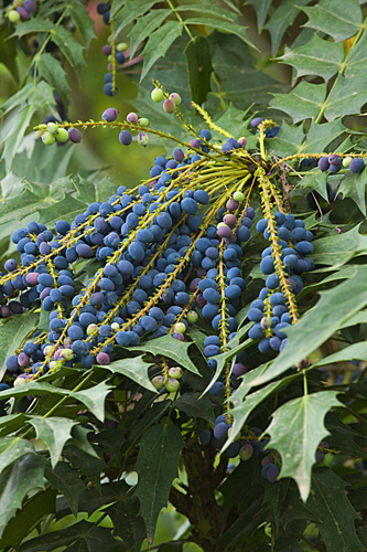 Mahonia media fructification MAP 62550 CNI