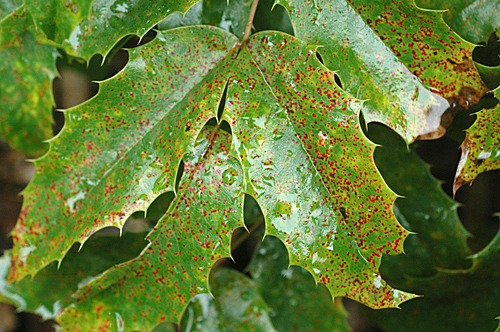 Mahonia rouile Maladie