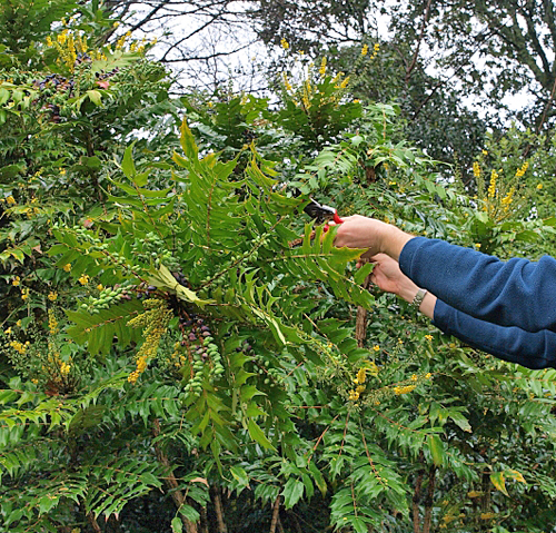 Mahonia taille