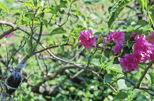 Marcotte aerienne bougainvillee Mioulane MAP NPM GIP150119006