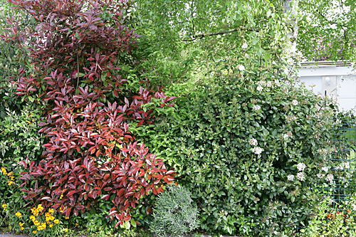 Massif Photinia Viburnum Mioulane MAP NPM 84940141