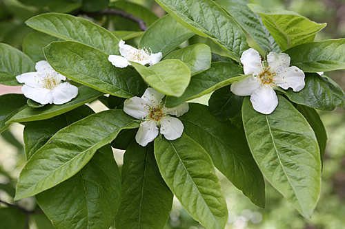 Mespilus germanica Mioulane MAP NPM 719510286