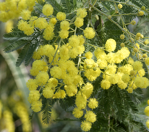 Mimosa Gaulois Astier Mioulane MAP NPM 850373029