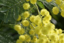 Mimosa Gaulois Astier Mioulane MAP NPM 850373034