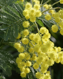 Mimosa Gaulois Astier Mioulane MAP NPM 850373034