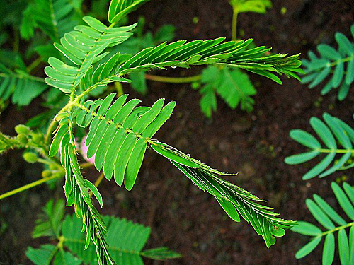 Mimosa pudica Sensitive