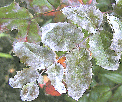 Oidium mahonia feuille