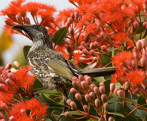 Oiseau Anthochaera chrysoptera