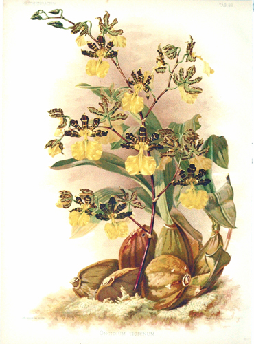 Oncidium tigrinum Reichenbachia