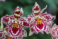 Orchidee Odontoglossum Margarete Holm Larkspur Mioulane MAP NPM 914379061