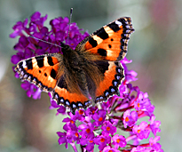 Papillon buddleia Mioulane MAP NPM 850277295