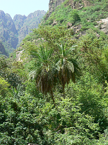 Phoenix caespitosa Wadi Rijaf Jabal Bura Yemen P1210030