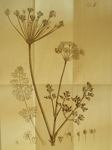 Plantarum umbelliferarum